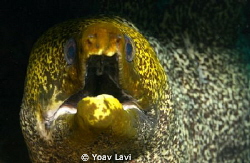 Murray eel by Yoav Lavi 